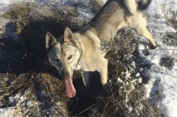 Объявления о пропавших и найденных животных, Малая Каменка, фото: Пропала собака Дик, район Малая-Каменка, помогите найти!