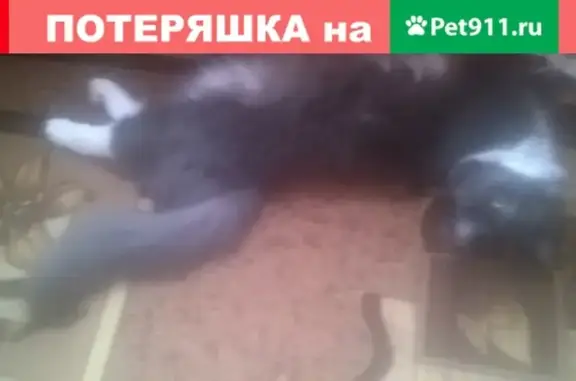 Пропала кошка на Пионерской, Магнитогорск