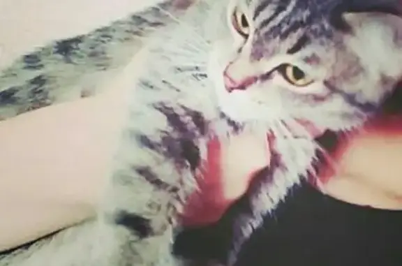 Кошки потеряшки, Курган, фото: Потеряшка кошка на Автозаводской 3А, вознаграждение.