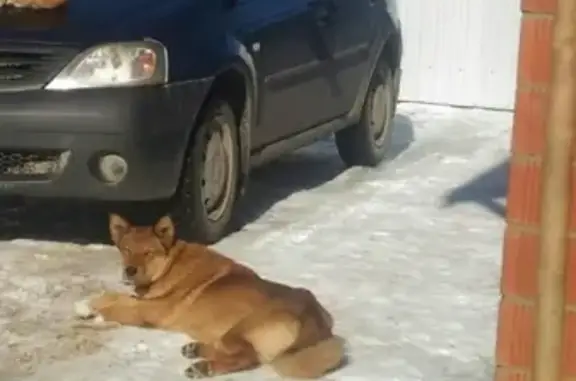 Пропала собака породы Лайка в Чернушке, Пермский край