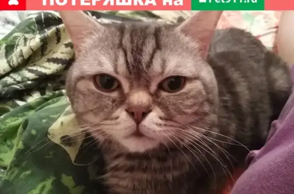Пропал кот по адресу Воронежская 192, вознаграждение гарантирую.