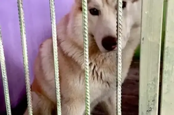 Найдена собака в Наро-Фоминске: помогите найти хозяев!