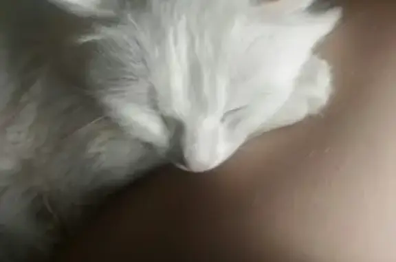 Кошки потеряшки, Ижевск, фото: Потеряшка кошка в Ижевске, Ленинский район, за баней.