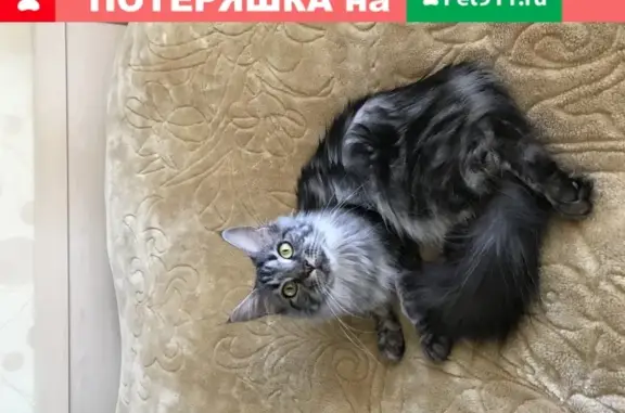 Пропала кошка Мейн-кун в Рязановском СНТ