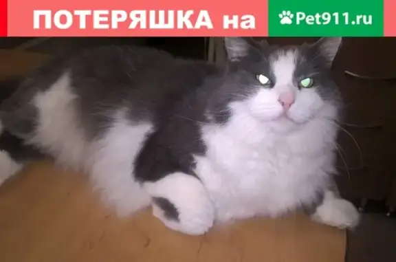 Кошки потеряшки, Киров, фото: Потеряшка кошка на Чапаева 61а, Киров.