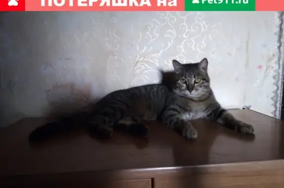Пропал кот на улице Комсомольской, Боготол, Красноярский край
