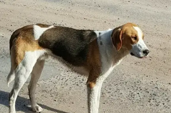 Найдена собака в деревне Кудина Гора