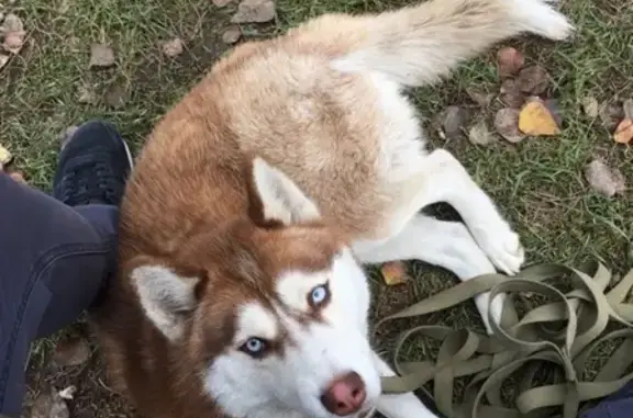 Пропала собака Алиса в Ростовской области
