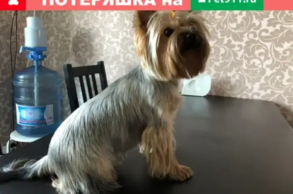 Пропала собака на 39кв Бочарикова, Новокуйбышевск