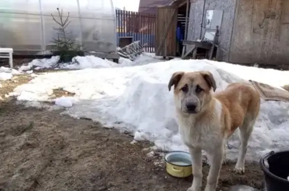 Найдена собака в Ленобласти, п. Черная речка, СНТ Ромашка.