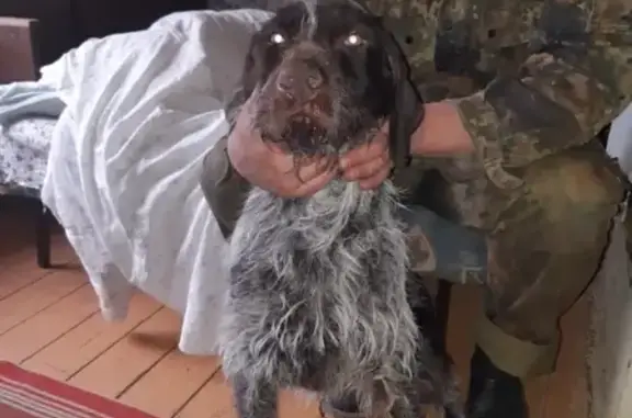 Найдена собака в Хиславичском районе, ищем хозяина