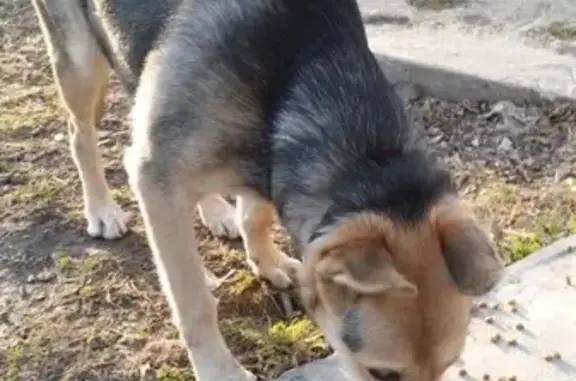 Найдена собака в Копинском районе СПб