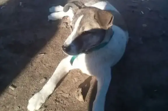 Найдена собака с зеленым ошейником в СПб—Колпино