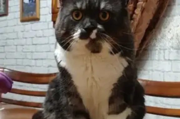 Кошки потеряшки, Новосибирск, фото: Потеряшка кот Арчи в СНТ Олимпиец, Новосибирская область