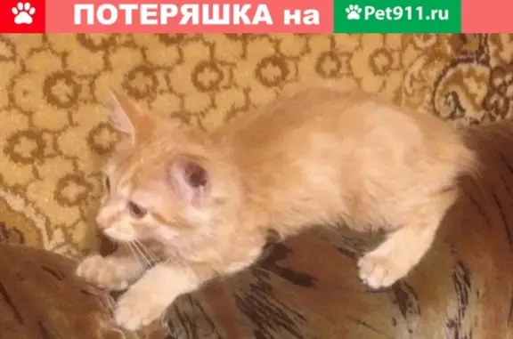 Пропал кот Кода в районе Арцибушевской, Самара