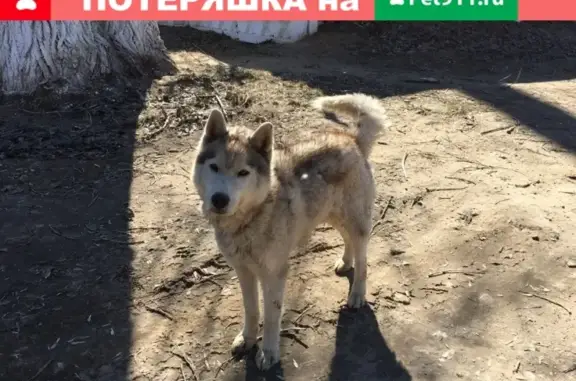 Найдена собака на ул. Боевая, парода Сибирской хаски