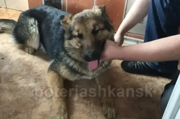 Найдена собака в Новосибирске, пересечение Дунайской и Автогенной
