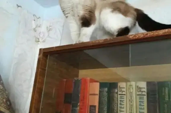 Найдена кошка на перекрестке Ленина-Учебная