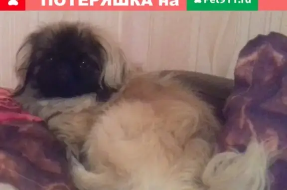 Пропала собака Тишка в Елизаветино, Саратовская область