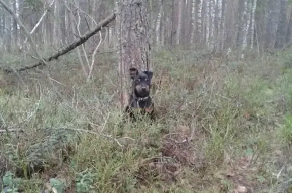 Собаки потеряшки, Великий Новгород, фото: Потеряшка собака Шархан в Великом Новгороде, прошу помощи