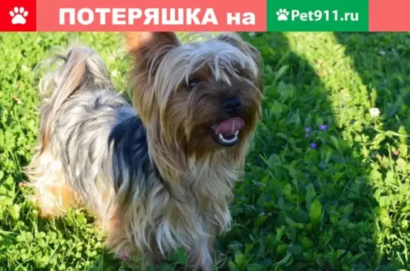 Собаки потеряшки, Краснопламенское, фото: Потеряшка собака в деревне Конюхово, срочно помогите!