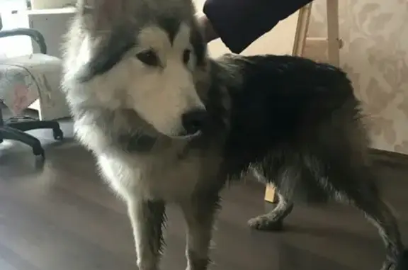 Найдена собака в Казани, предположительно лайка маламут