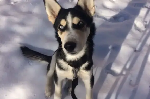 Пропал щенок ЛЕОН, метис-хаски в Орле! 🐶