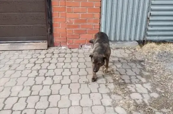 Найдена собака в Кемерово, ищем хозяина!