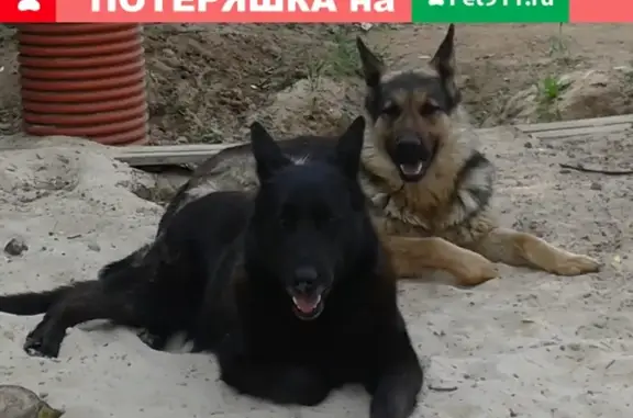 Пропала черная собака в районе Подвязоново, Ногинск