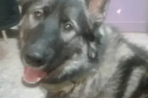 Пропала собака Хруст в Норильске