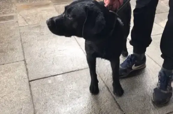 Найдена собака возле драм театра, Тула