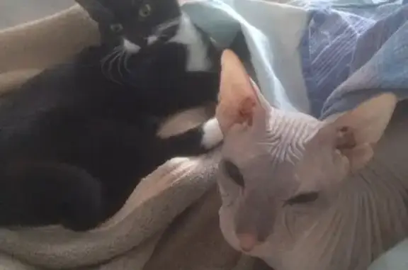 Кошки потеряшки, деревня Ваулино, фото: Потеряшка кошка в деревне Ваулино, улица Придорожная, 10.04. Тел. для связи: [id233230|Арина Ершова]