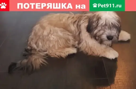 Найдена собака в Затулинском ж/м, ищем хозяев!