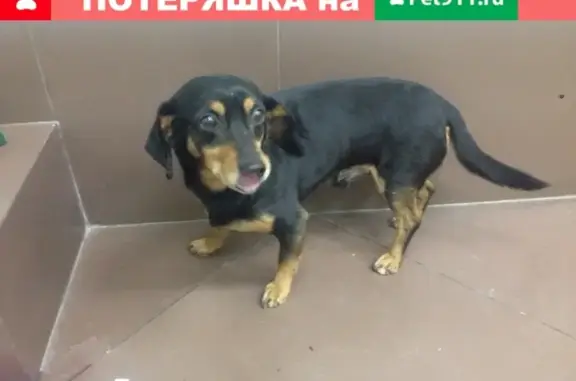Найдена собака на Щербакова 221 в Тюмени