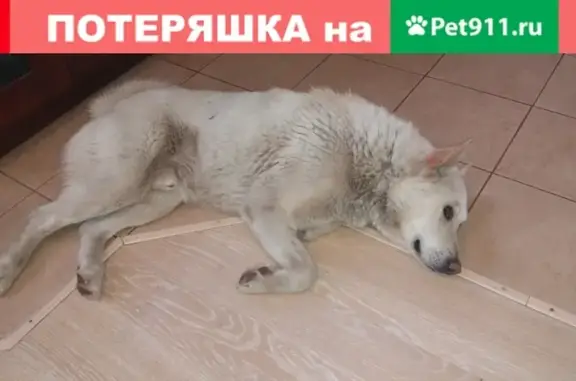 Найдена собака в Дягилево, Рязань