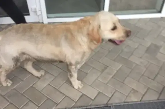 Пропала собака Бакс на Вознесенской улице, Казань