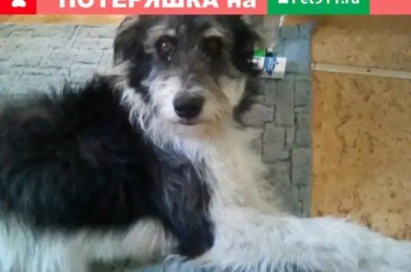 Пропала собака в Таганроге #Котопес_Потерянные