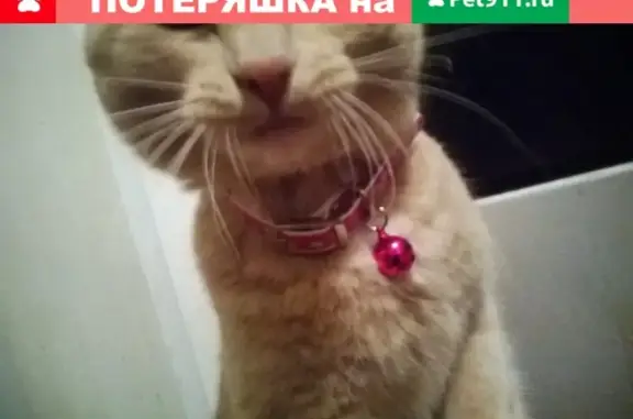 Объявления о пропавших и найденных животных, Тольятти, фото: Пропала кошка в Тольятти, возможно в районе Буревестника