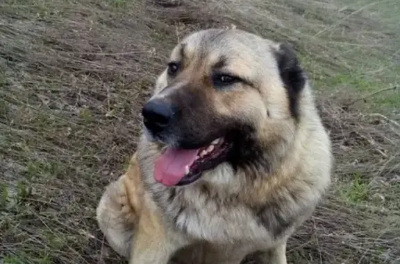 Найдена домашняя собака возле села Александровка