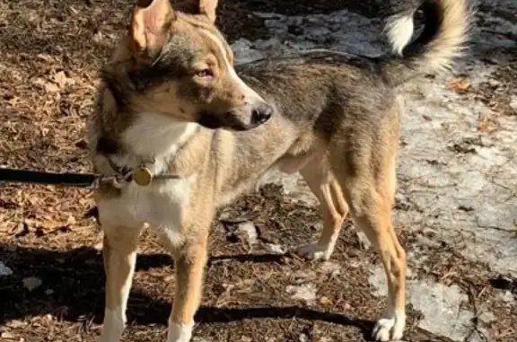 Собаки потеряшки, Москва, фото: Потеряшка собака в Чертаново Центральное на Варшавском шоссе