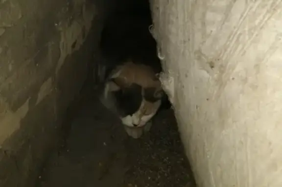 Потерянная кошка в Стара Загора, Россия