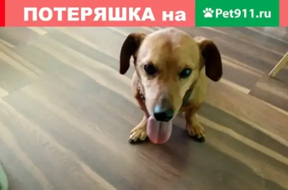 Найдена собака в Екатеринбурге, ищут хозяев.