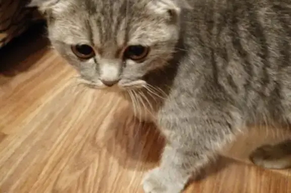 Найден породистый кот в Тагилстрое, Нижний Тагил