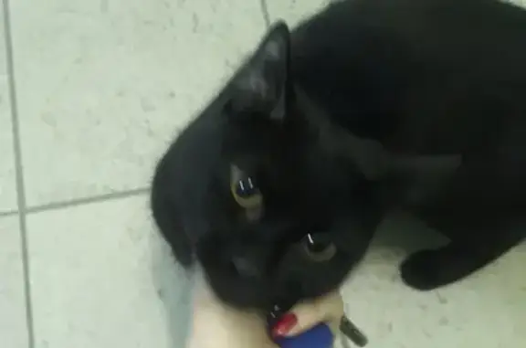 Найден черный кот на ул. Краснолесья (Екатеринбург)