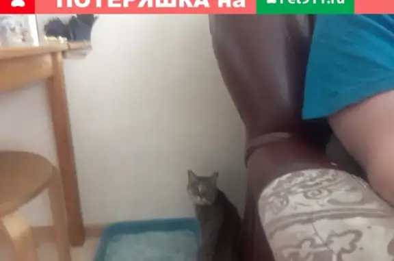 Найдена кошка на Рябикова в Иркутске