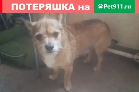 Собаки потеряшки, садовое товарищество Кукшево, фото: Потеряшка кобель Казимир, вознаграждение!