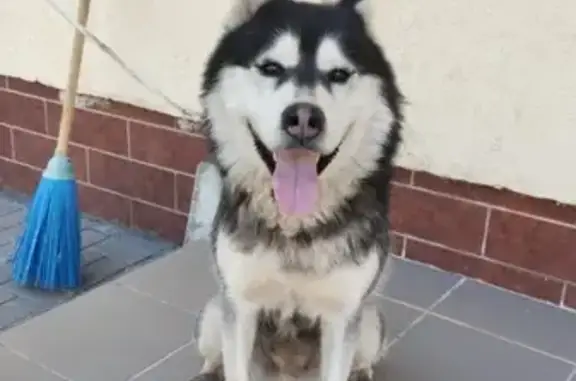 Найдена собака ХАСКИ в Нежинке, Оренбургская область
