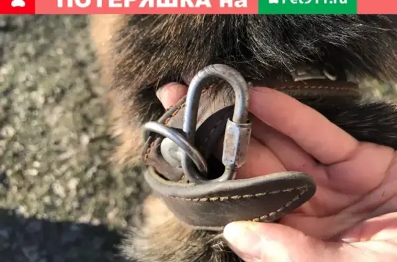 Найдена собака в Горбово, Рузский район, Московская область
