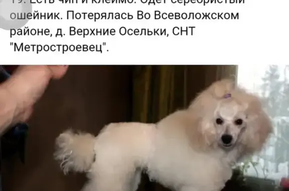 Пропала собака в Ленинградской области, вознаграждение за находку.