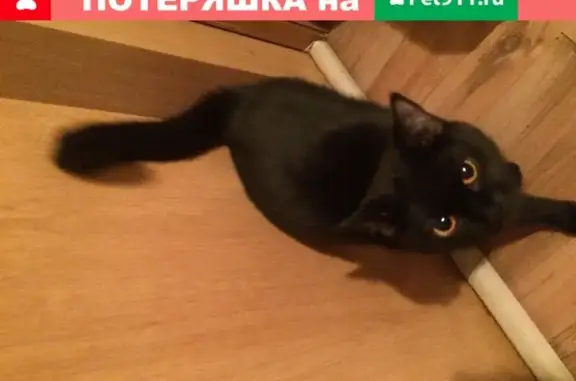Найдена кошка в Москве, Архангельском переулке